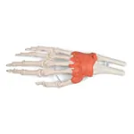Image shows Hand skeleton with ligaments and forearm attachment, LxWxH 20x10x5 cm
