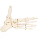 Foot skeleton with the lower leg stump, mobile