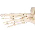 Foot skeleton with the lower leg stump, mobile