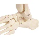 Foot skeleton with the lower leg stump, mobile