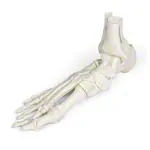 Image shows Foot skeleton with tibia and fibula attachment, movably mounted