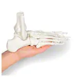 Image shows Foot skeleton with tibia and fibula attachment, movably mounted