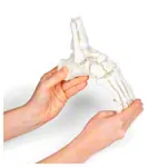 Image shows Foot skeleton with tibia and fibula attachment, movably mounted