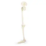Image shows Skeleton of the leg with foot and half pelvis, movable