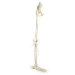 Image shows Skeleton of the leg with foot and half pelvis, movable