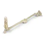 Image shows Skeleton of the leg with foot and half pelvis, movable