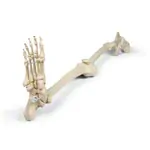 Image shows Skeleton of the leg with foot and half pelvis, movable