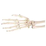 Image shows Arm skeleton with hand and shoulder, movable