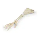 Image shows Arm skeleton with shoulder girdle, movable