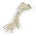 Image shows Arm skeleton with shoulder girdle, movable