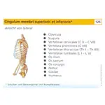 Flashcards skeletal system in the card box, 303 cards