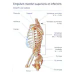 Flashcards skeletal system in the card box, 303 cards