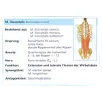Flashcards muscular system in the card box, 300 cards