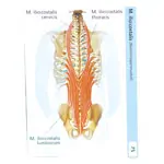Flashcards muscular system in the card box, 300 cards