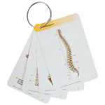 PROMETHEUS Anatomy flashcards, 483cards