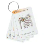PROMETHEUS Anatomy Flashcards about musculoskeletal system, 400 cards