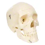 Anatomy set: skull 4-pcs. and spine with herniated disk