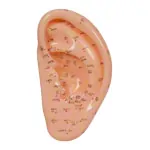 Acupuncture ear model, LxW 22x10 cm