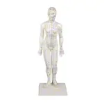Acupuncture figure female, 45 cm