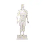 Acupuncture figure male, 45 cm