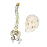 Anatomy set: skull 4-pcs. and spine with herniated disk