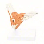 Ankle joint, LxBxH 8x8x24 cm