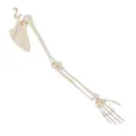 Image shows Arm skeleton with hand and shoulder, movable