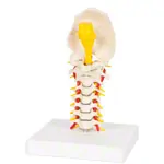 Cervical spine, LxWxH 19x19x25 cm