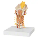 Product image: Cervical spine with cervical muscles, LxHxB 25x10x18 cm