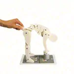Demonstration figure - Proper lifting -