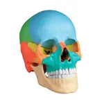 Image shows Didactic osteopathyskull model, 22 pieces, colorful