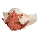 Female pelvis with pelvic floor muscles