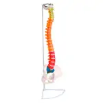 Image shows Flexible spine, didactic, incl. stand