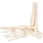 Foot skeleton with the lower leg stump, mobile