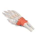 Image shows Hand skeleton with ligaments and forearm attachment, LxWxH 20x10x5 cm