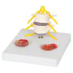 Hernia model LxWxH 19x19x19 cm