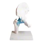 Image shows Hip joint, L x W x H 17 x 17 x 23 cm