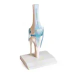 Knee joint, LxWxH 13x13x40 cm