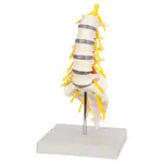 Lumbar spine, LxWxH 19x19x27 cm