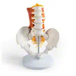 Product image: Male pelvis with lumbar spine and lumbar muscles