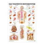 Mini-Poster - Autonomic Nervous System - , LxW 34x24 cm, laminated