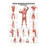 Mini-Poster - Deep muscle layers-back - L x W 34x24 cm