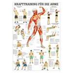 Mini-Poster Krafttraining Arme, LxB 34x24 cm