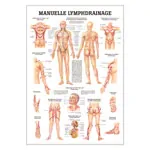 Mini-Poster - Manual Lymph Drainage - L x W 34x24 cm