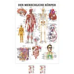 Mini-Poster - The human body - , LxW 34x24 cm