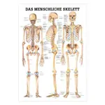 Mini-Poster - The human skeleton - L x W 34x24 cm