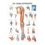 Mini-Poster - Upper extremity - L x W 34x24 cm