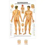 Mini-Poster - acupressure - L x W 34x24 cm