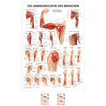 Mini-Poster - arm muscles - , L x W 34x24 cm