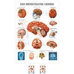 Mini-Poster - brain - L x W 34x24 cm